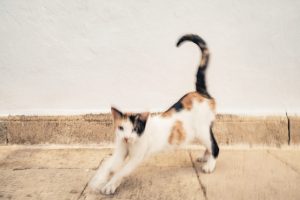 "Révérence" Patmos